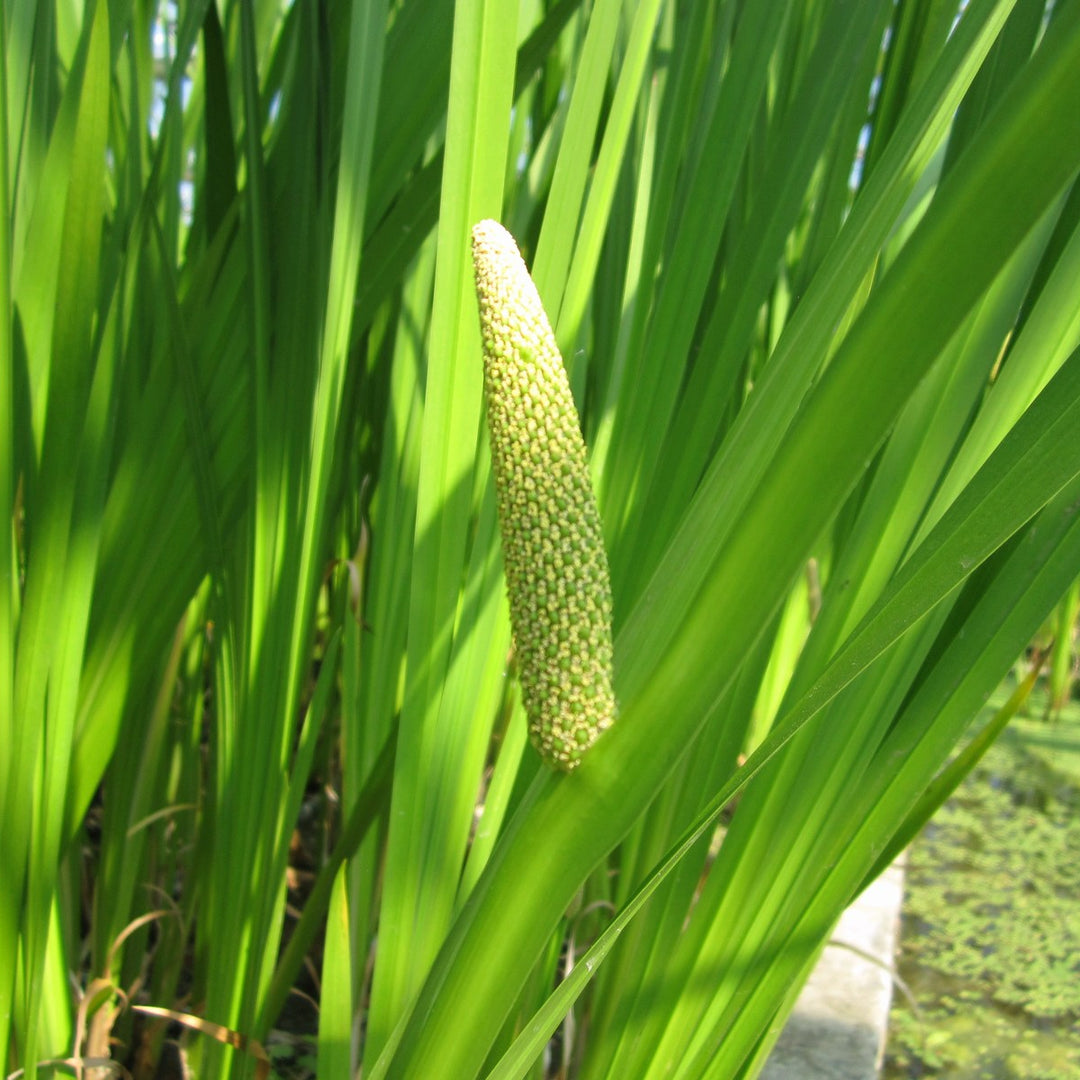 Sweet Flag (Acorus calamus)