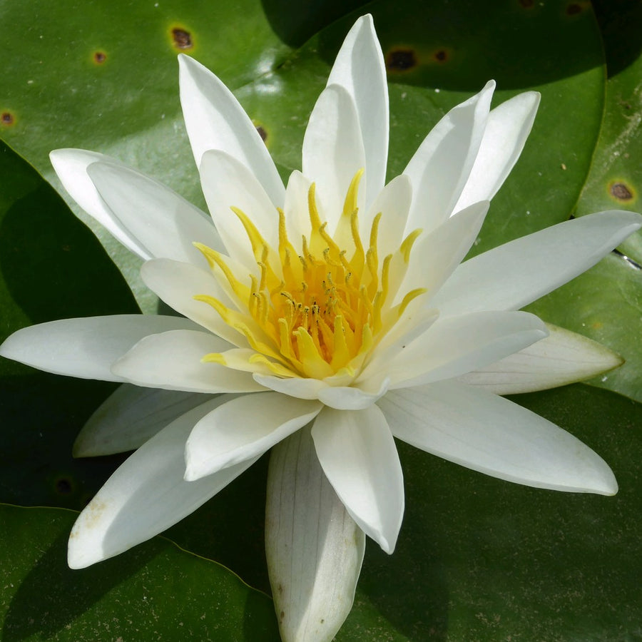 White Water Lily (Nymphaea alba)