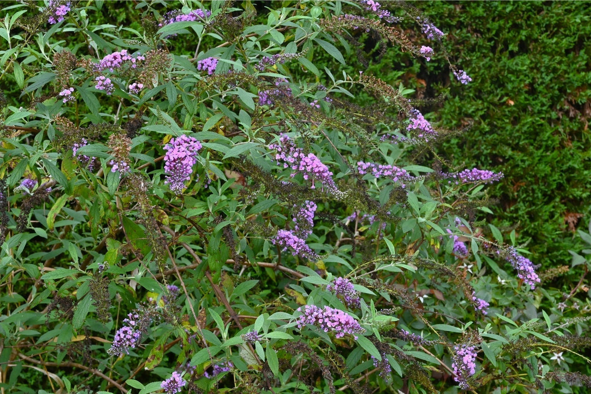 When to Prune Buddleja