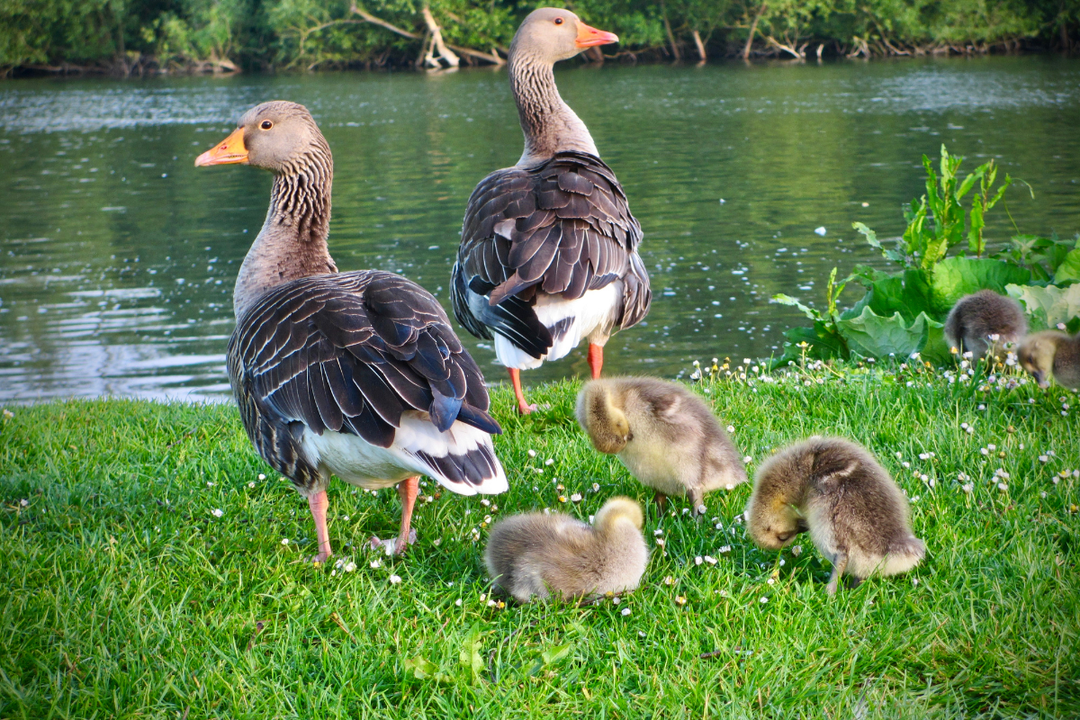 What Do Ducks Eat