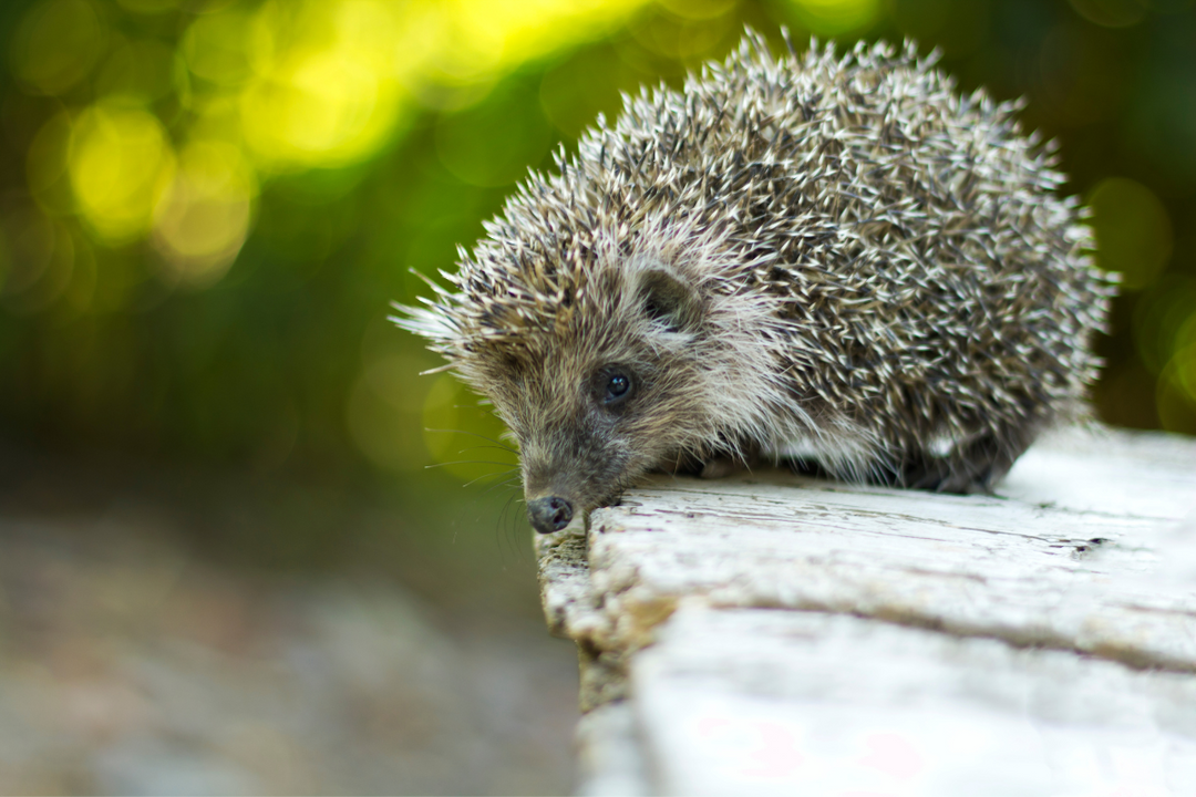 Do Hedgehogs Hibernate: Essential Facts to Help Them This Winter