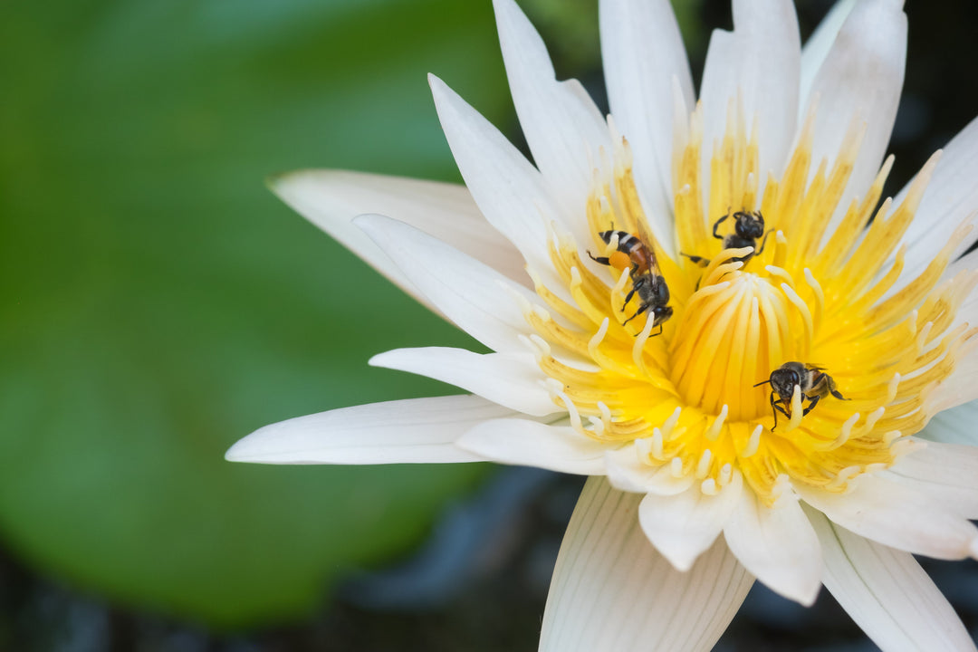 Using Pond Plants to Attract Garden Wildlife