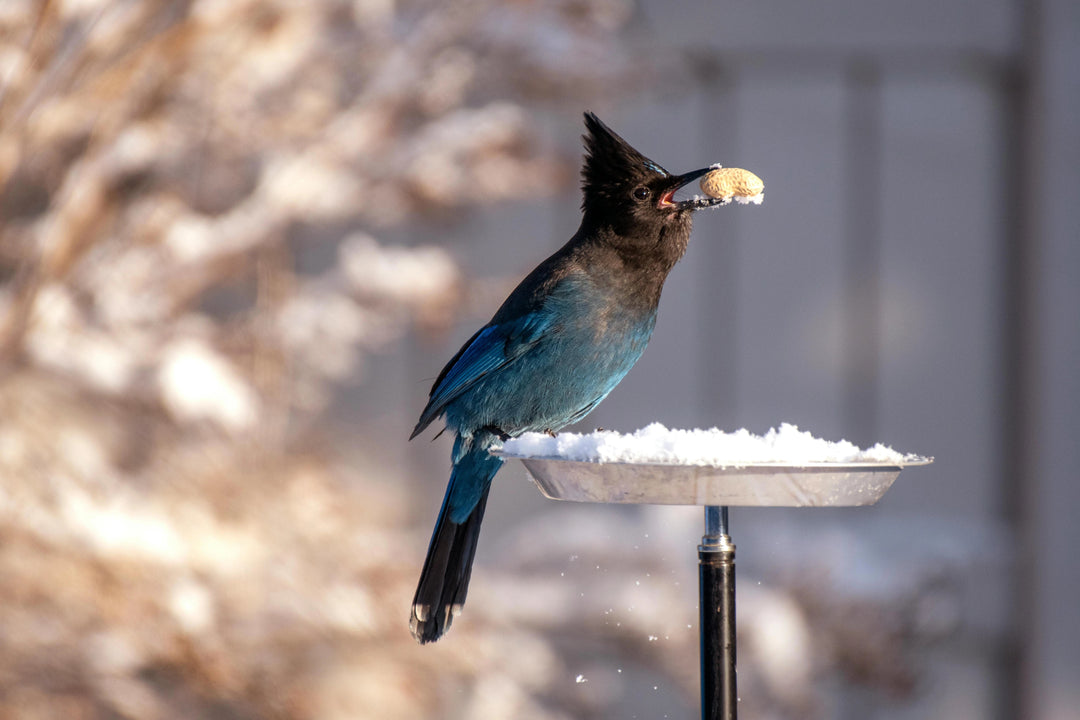 Why Do Birds Suddenly Disappear From Feeders?