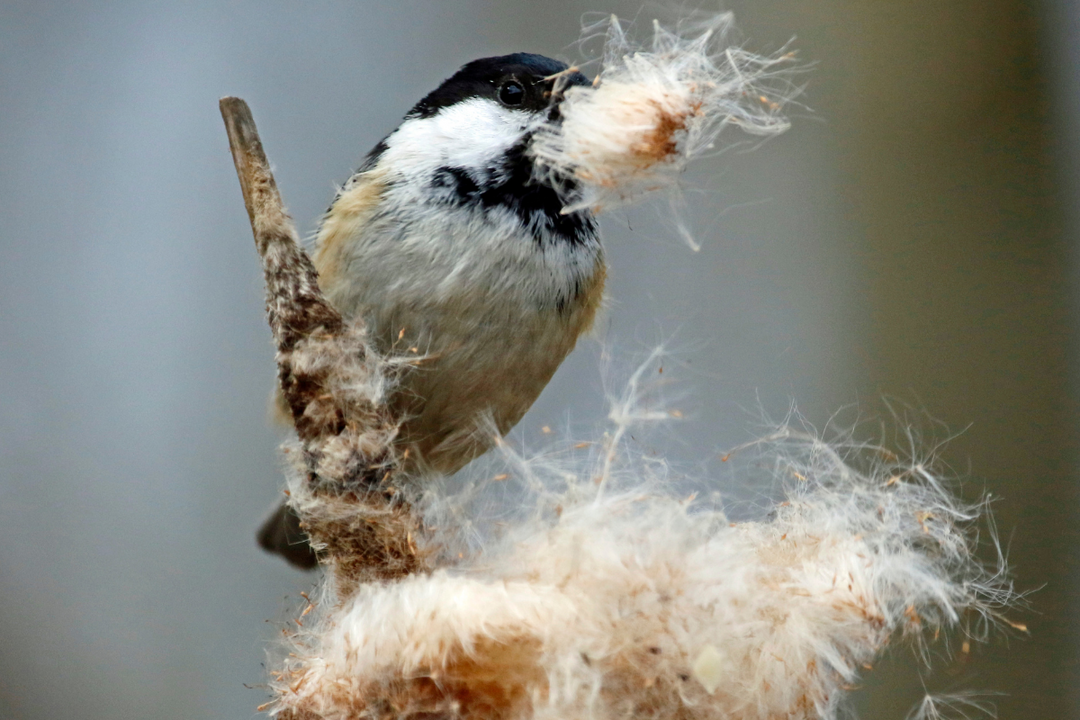 When do garden birds start looking for nests