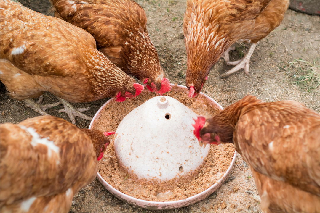What to feed chickens