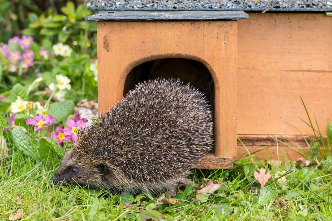 Where to put a hedgehog house