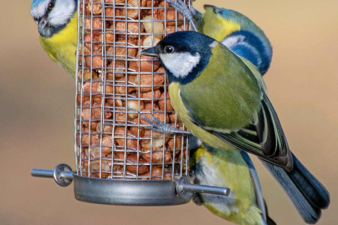 How to Attract Birds to Your Feeder in the UK