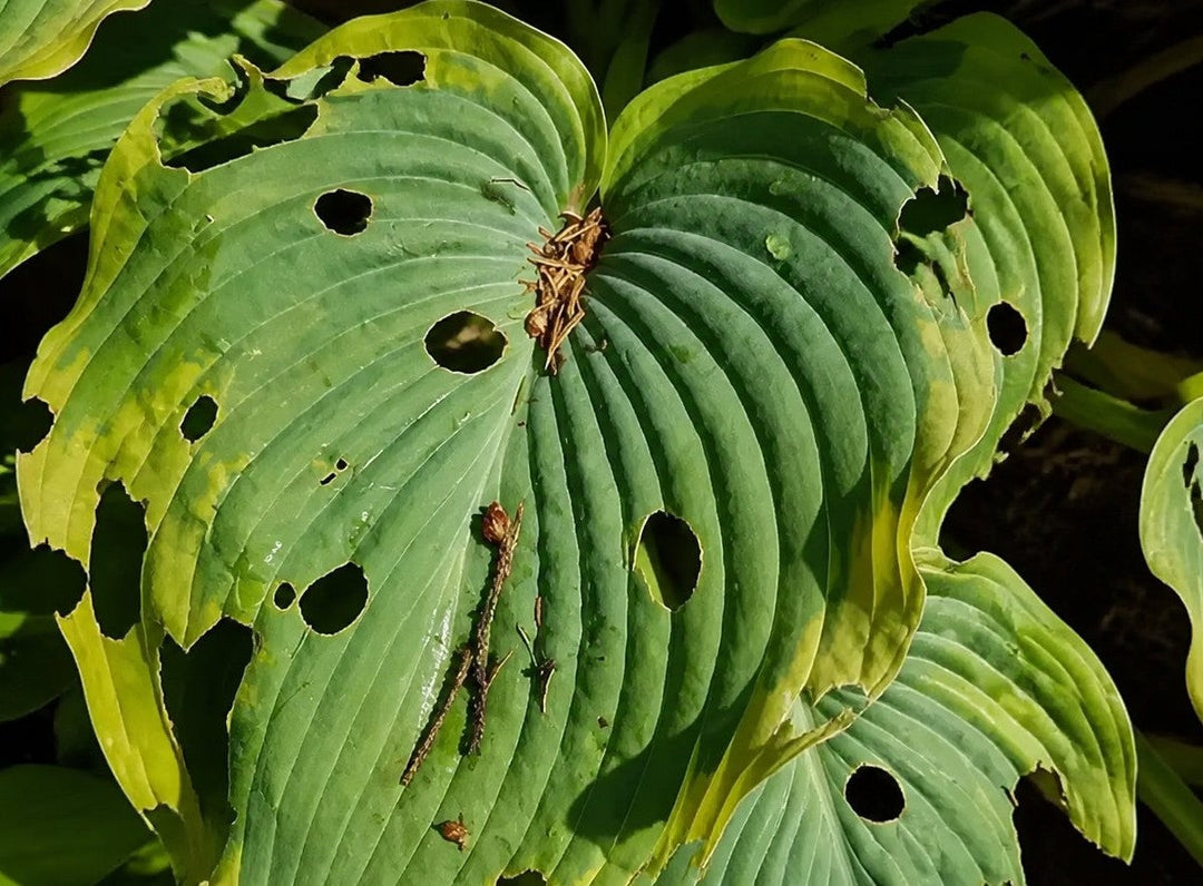 How To Protect Hostas From Slugs