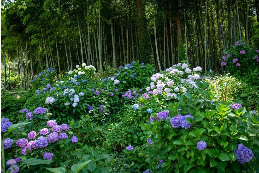 When to Prune Hydrangeas