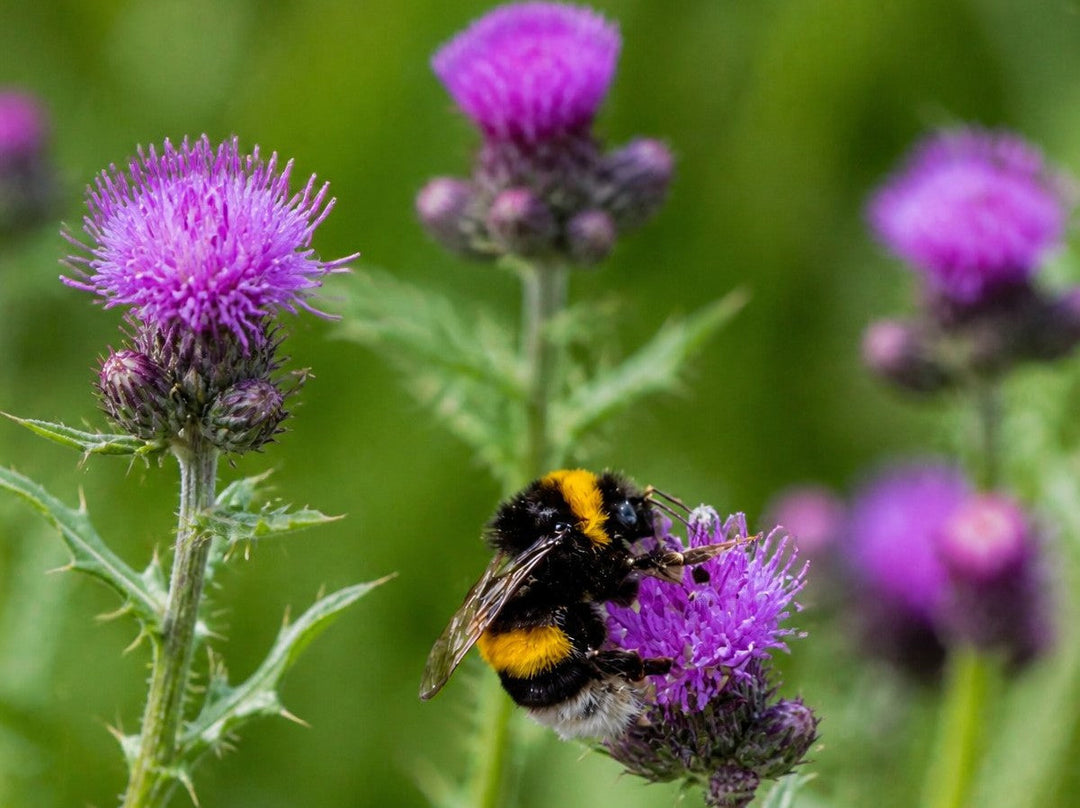Bumblebee Nests