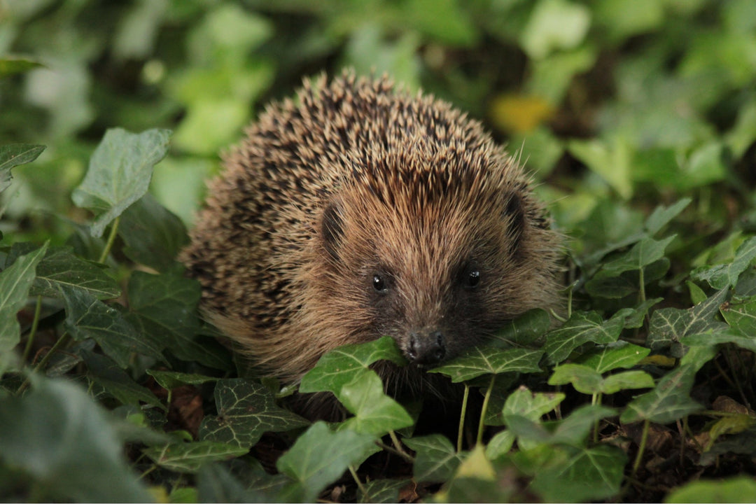 Hedgehog Hazards in the Garden