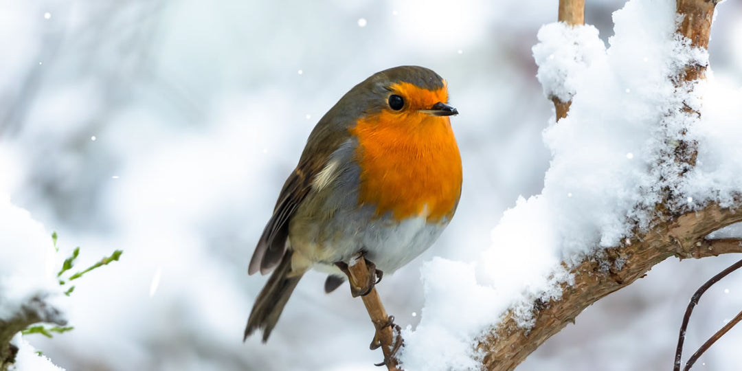 Welcoming Robins with Christmas Cheer