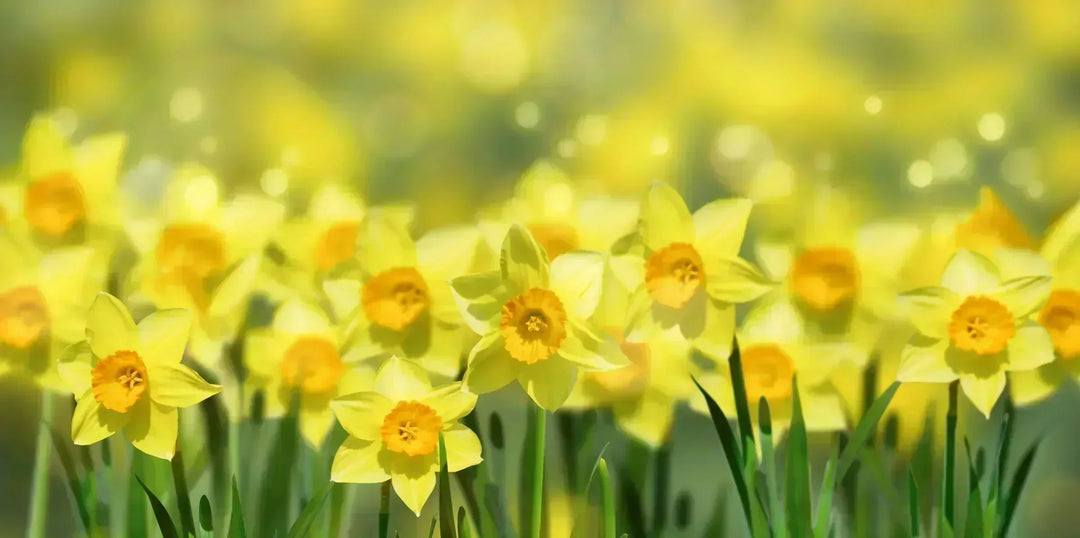 Best Daffodil Varieties for UK Gardens