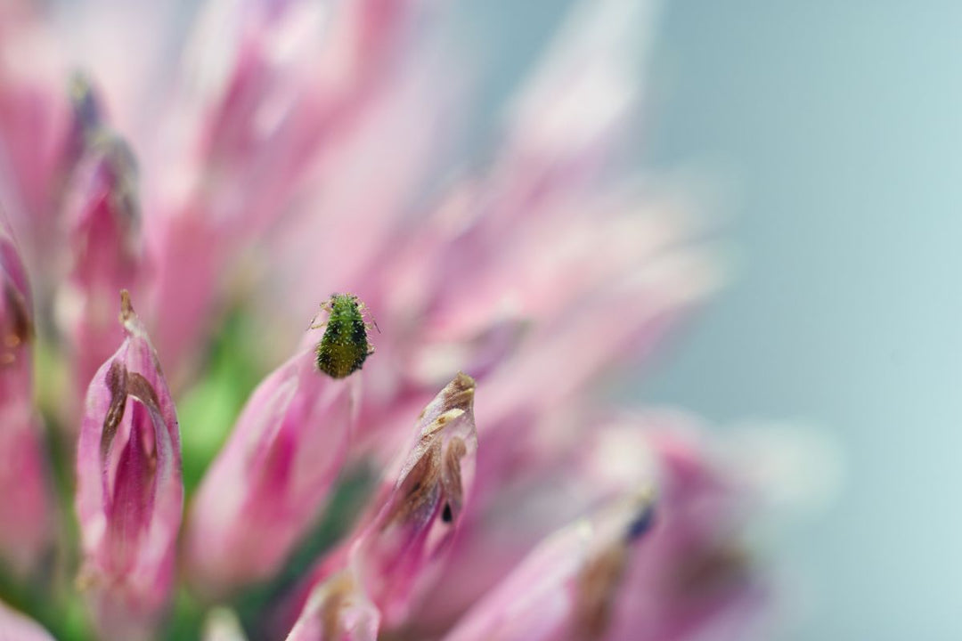 How to get rid of aphids