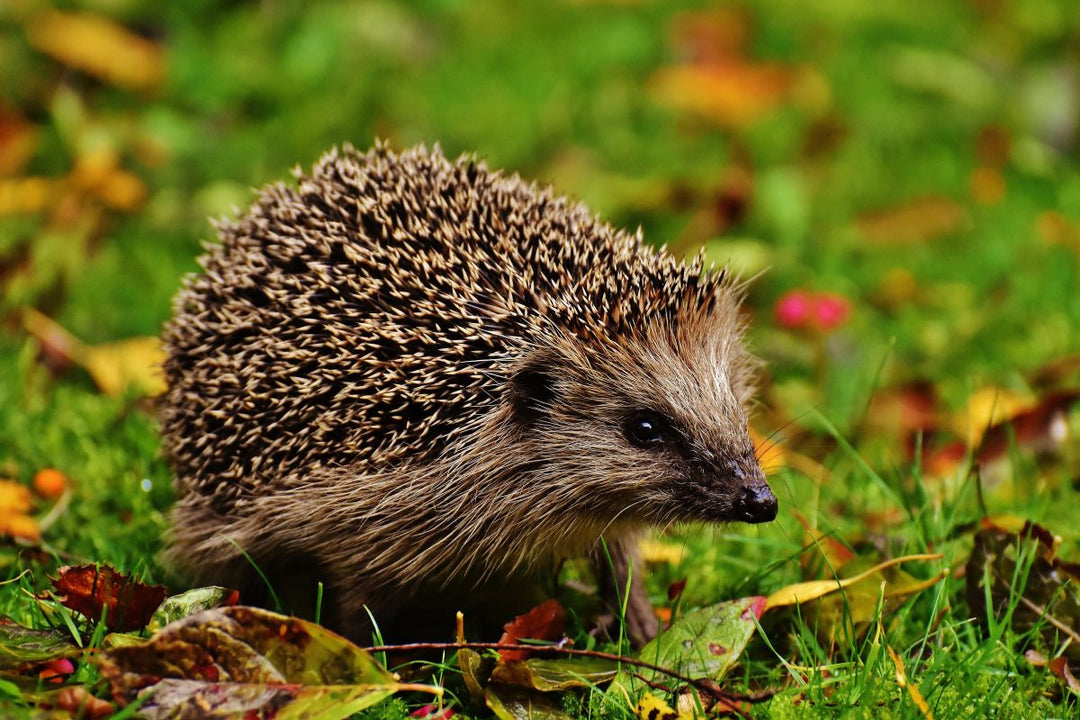 What do garden hedgehogs eat