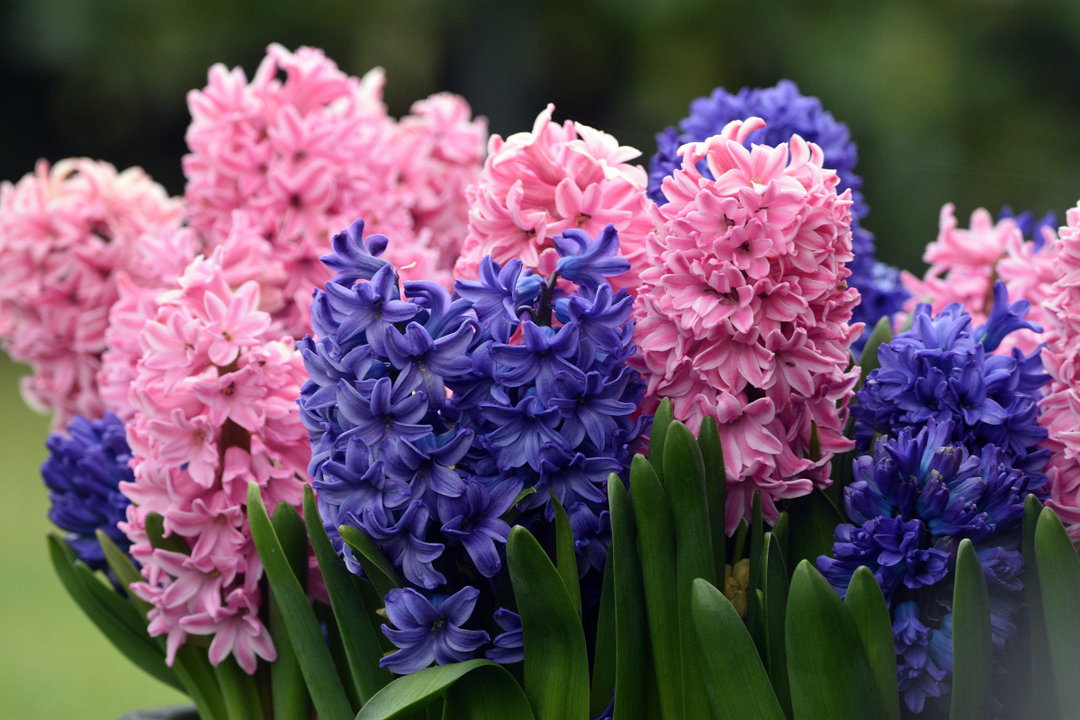 What can you plant in August