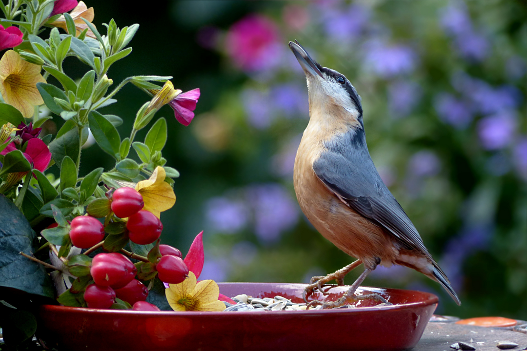 feeding garden birds all year round