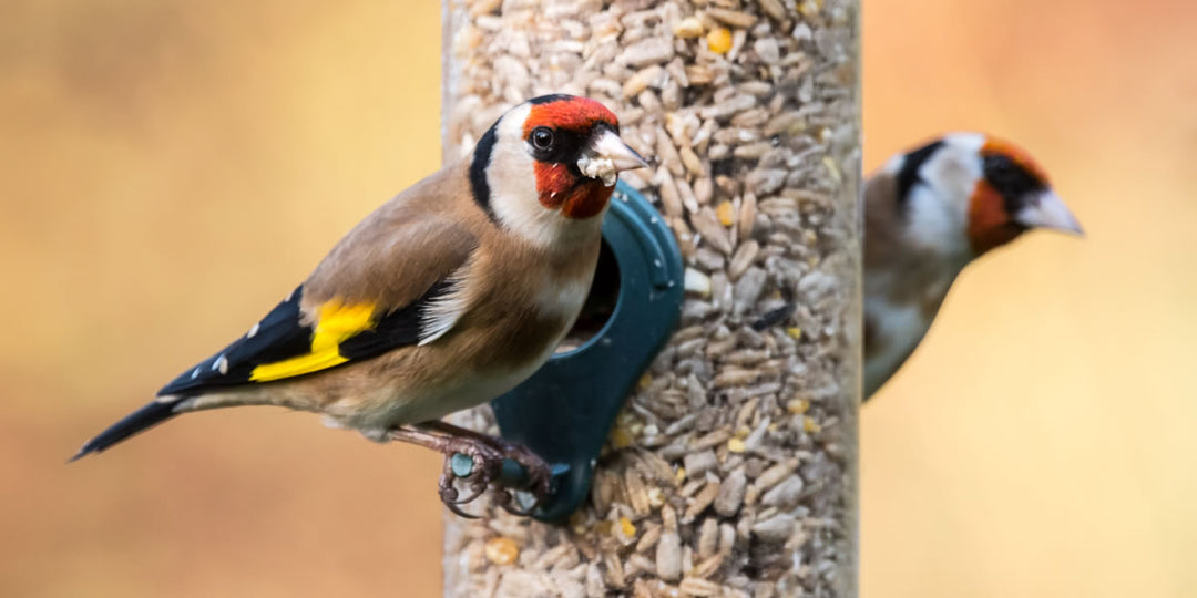 5 Birds to Attract to Your Garden This Spring