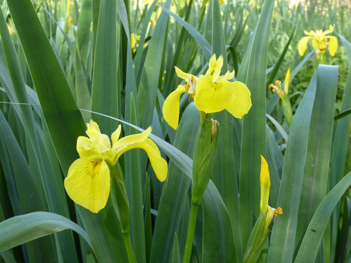 Garden Pond Plants Native to the UK