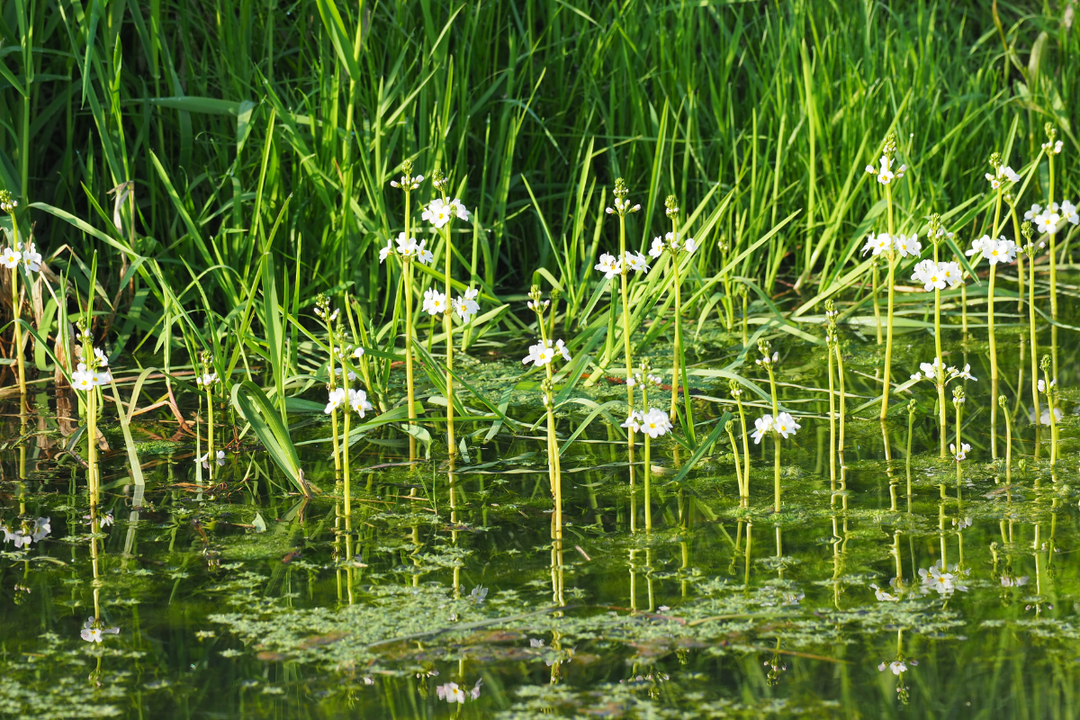 best oxygenating pond plants