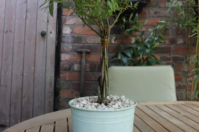 how to plant a willow wand