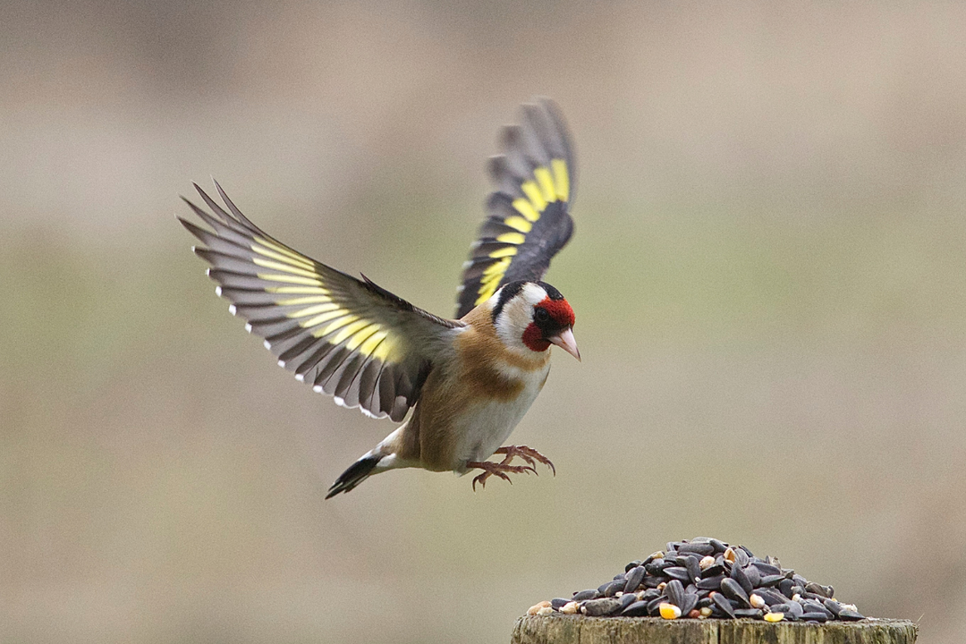 why do birds suddenly disappear from feeders