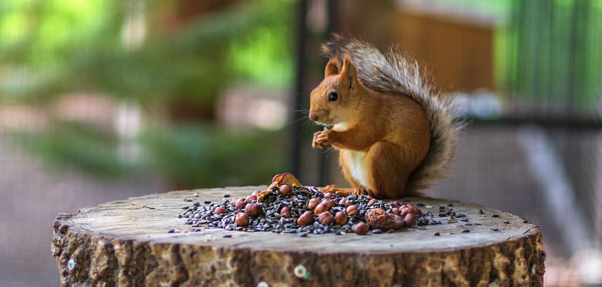 Red squirrel food