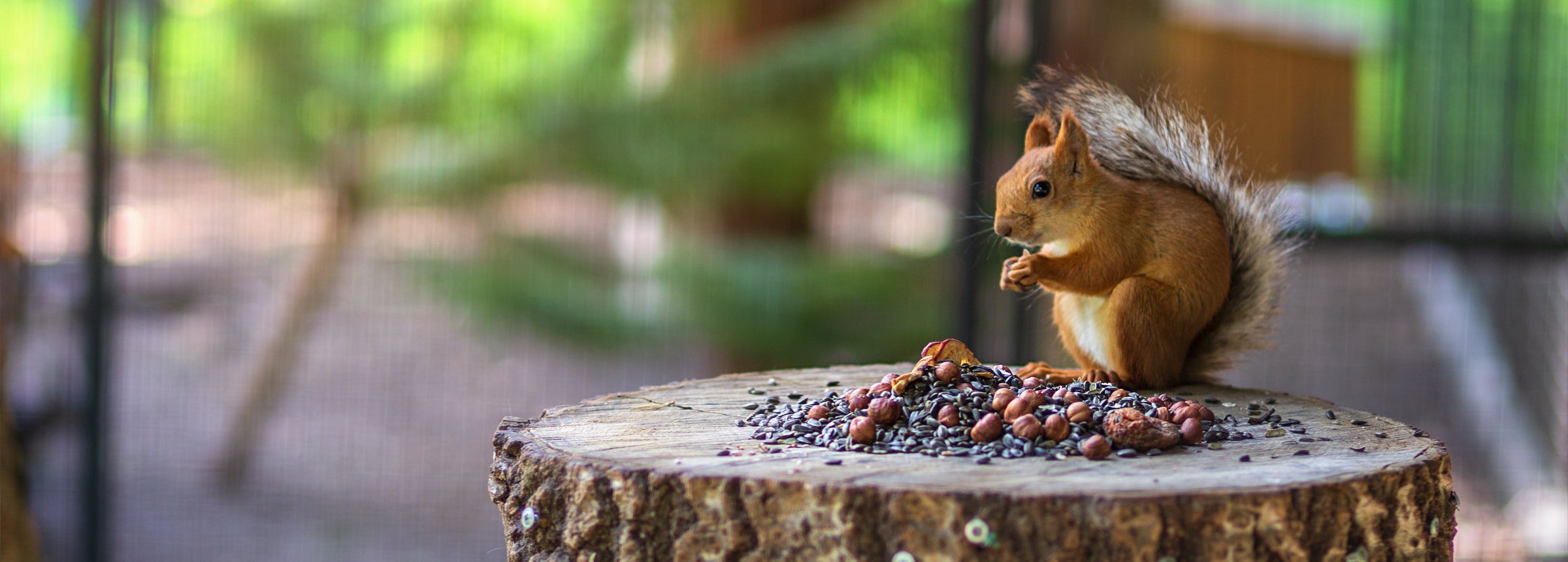 Squirrel Feeders