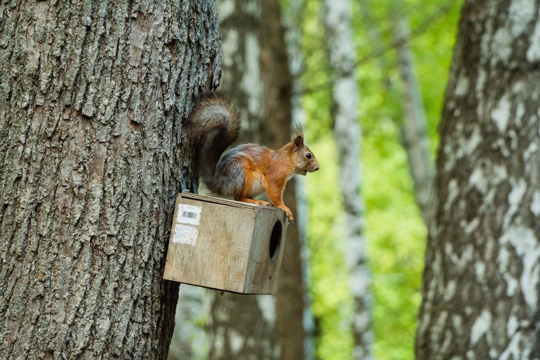 Squirrel Boxes