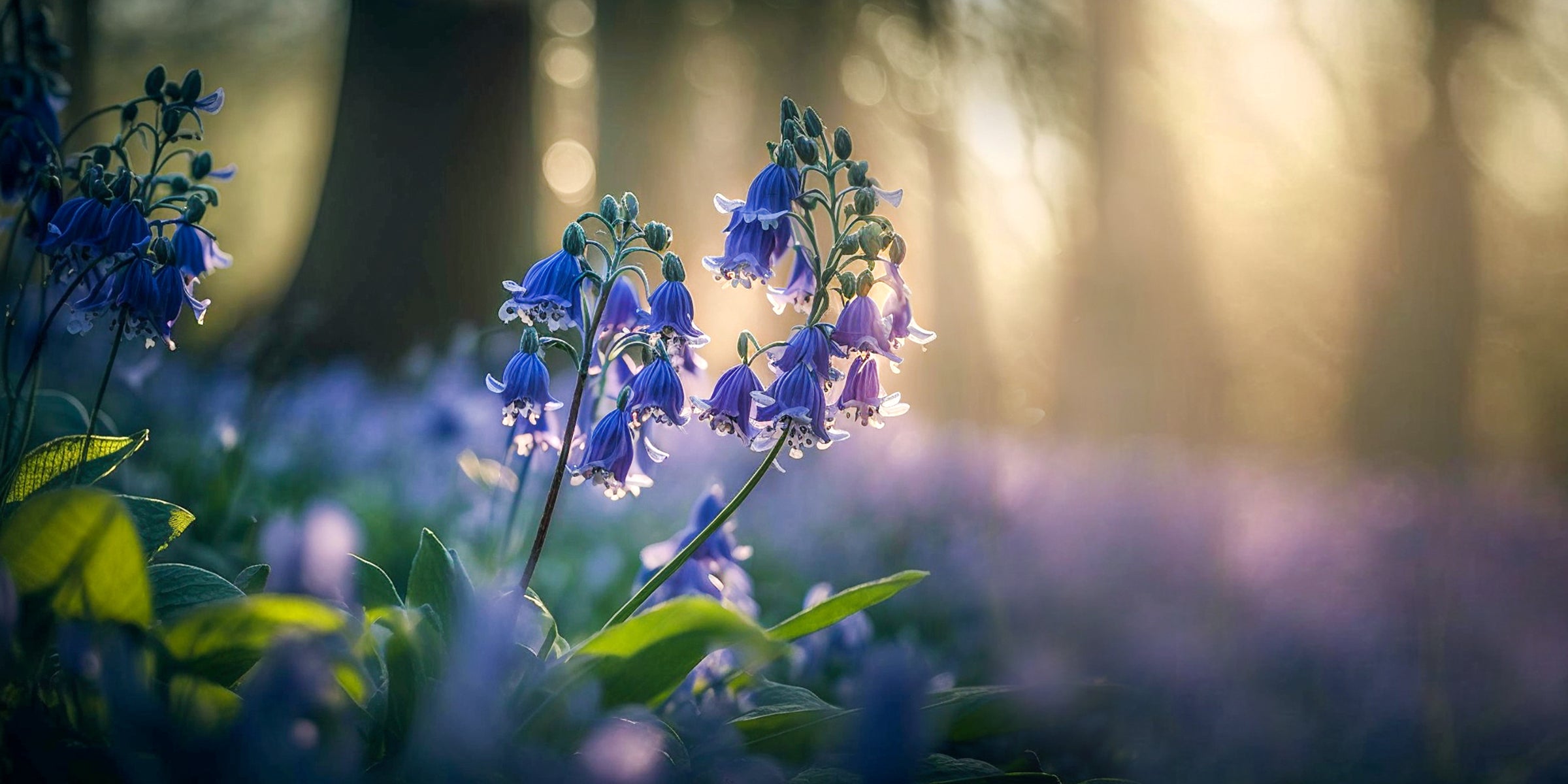 Hyacinthoides (Bluebells)