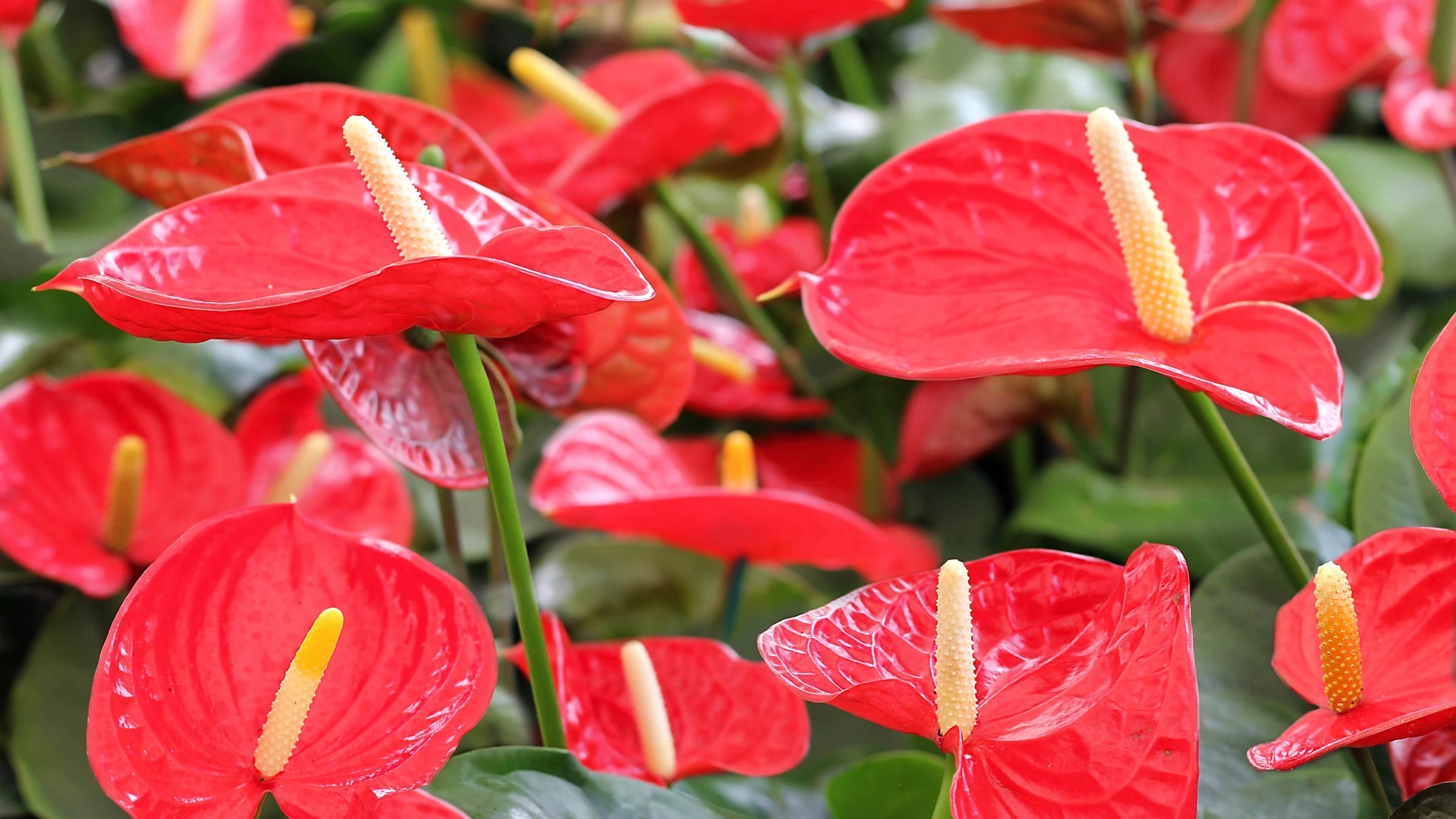 Anthurium