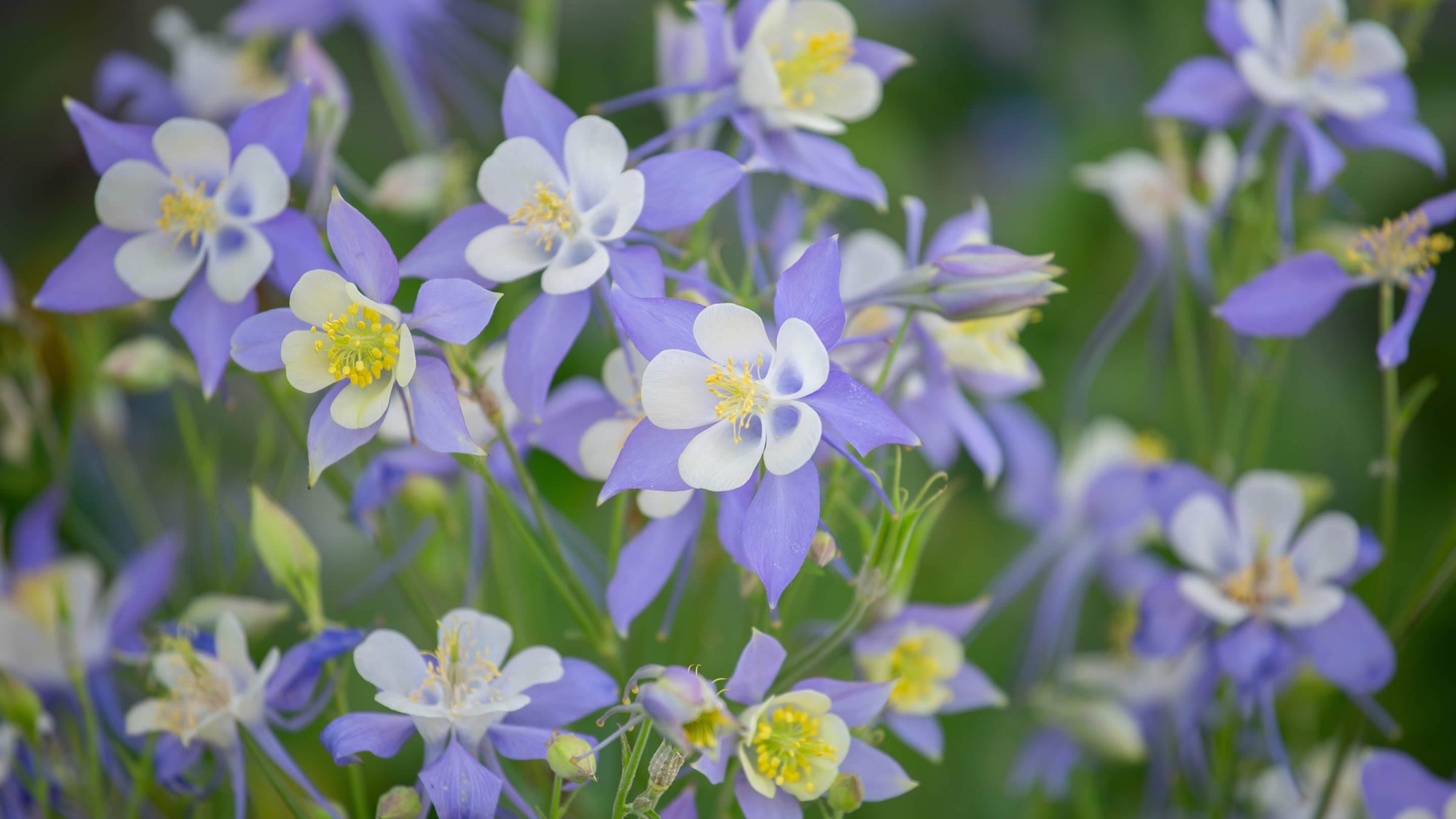 Aquilegia
