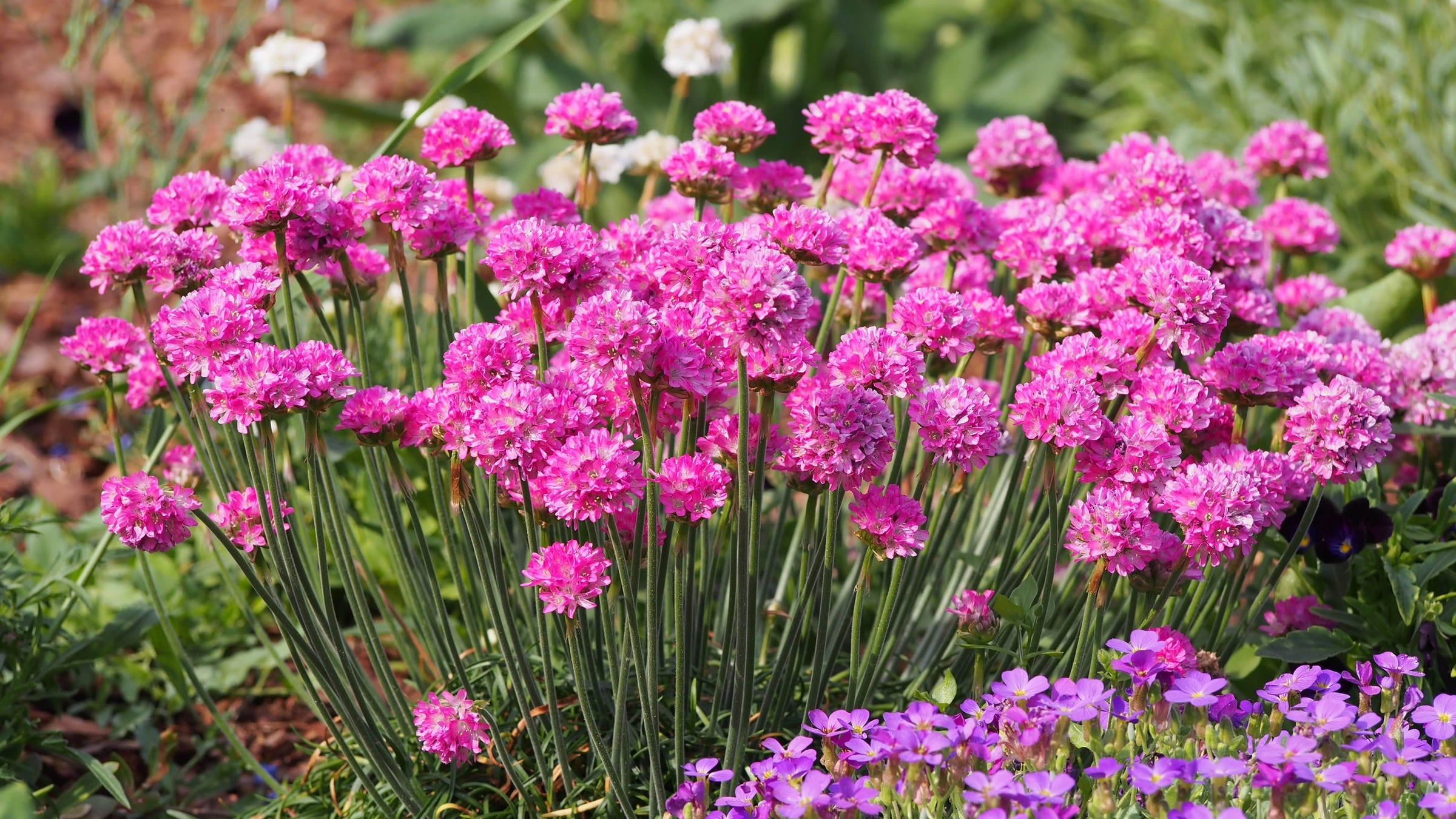 Armeria