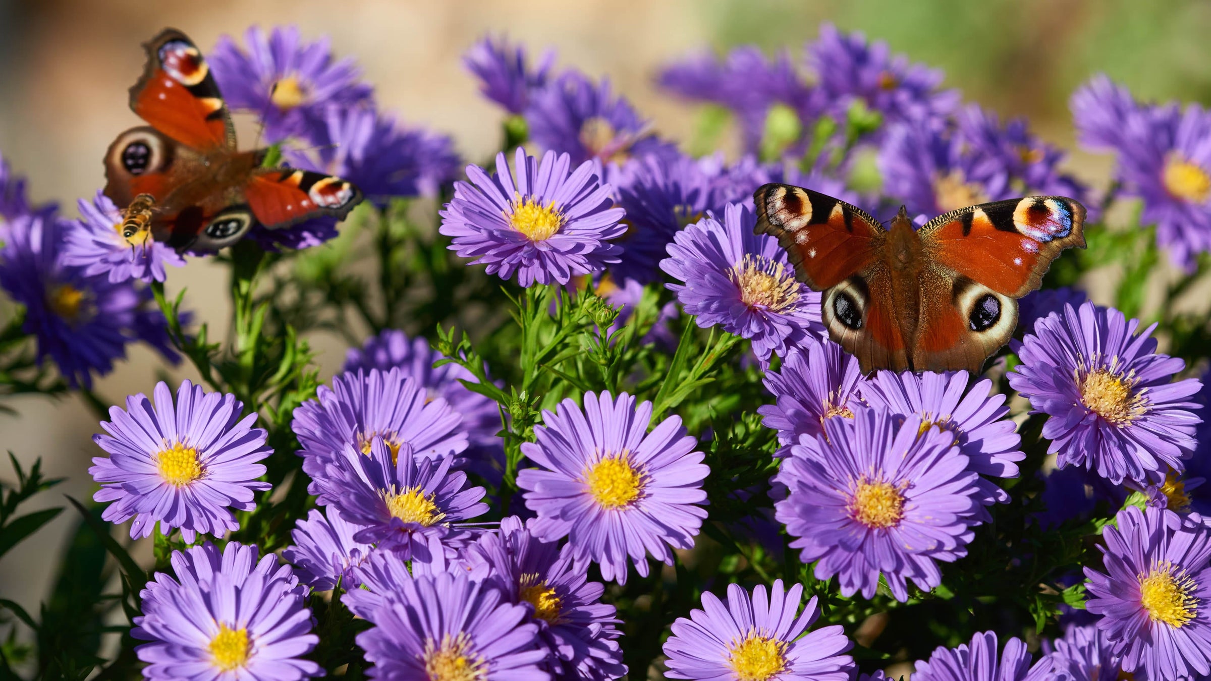 Aster