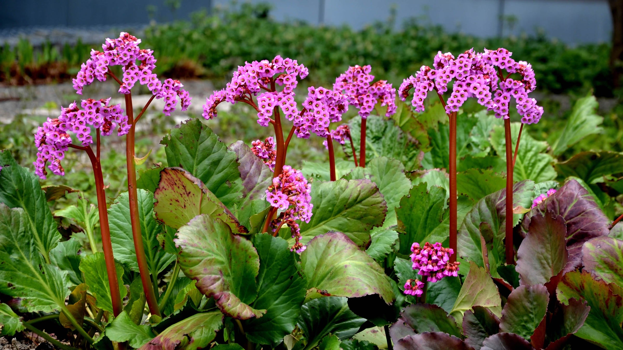 Bergenia