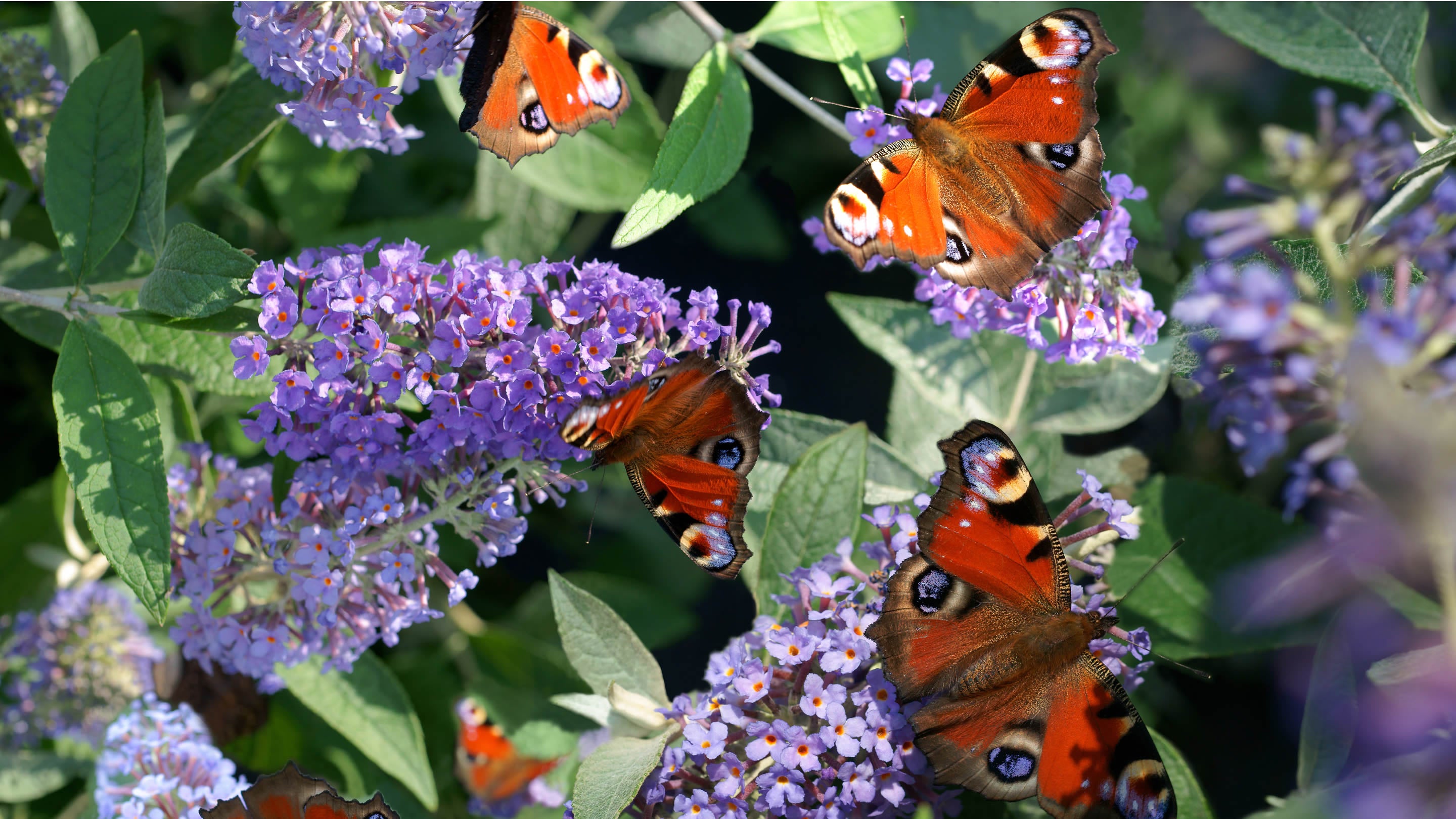 Buddleja Sp Butterfly Bushes - Buddleja: Pollinator-Friendly Shrubs UK