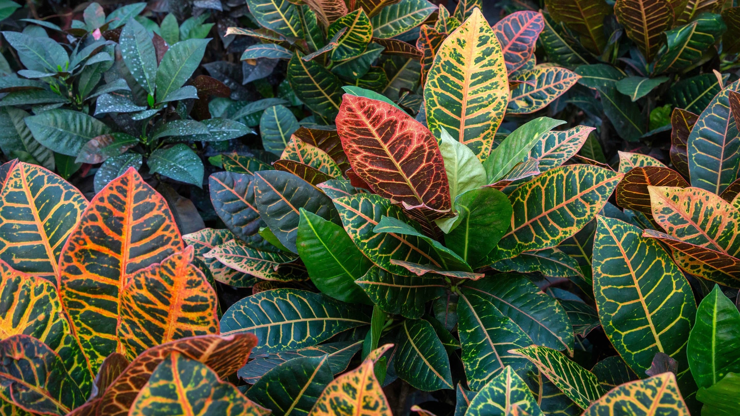 Codiaeum (Crotons)