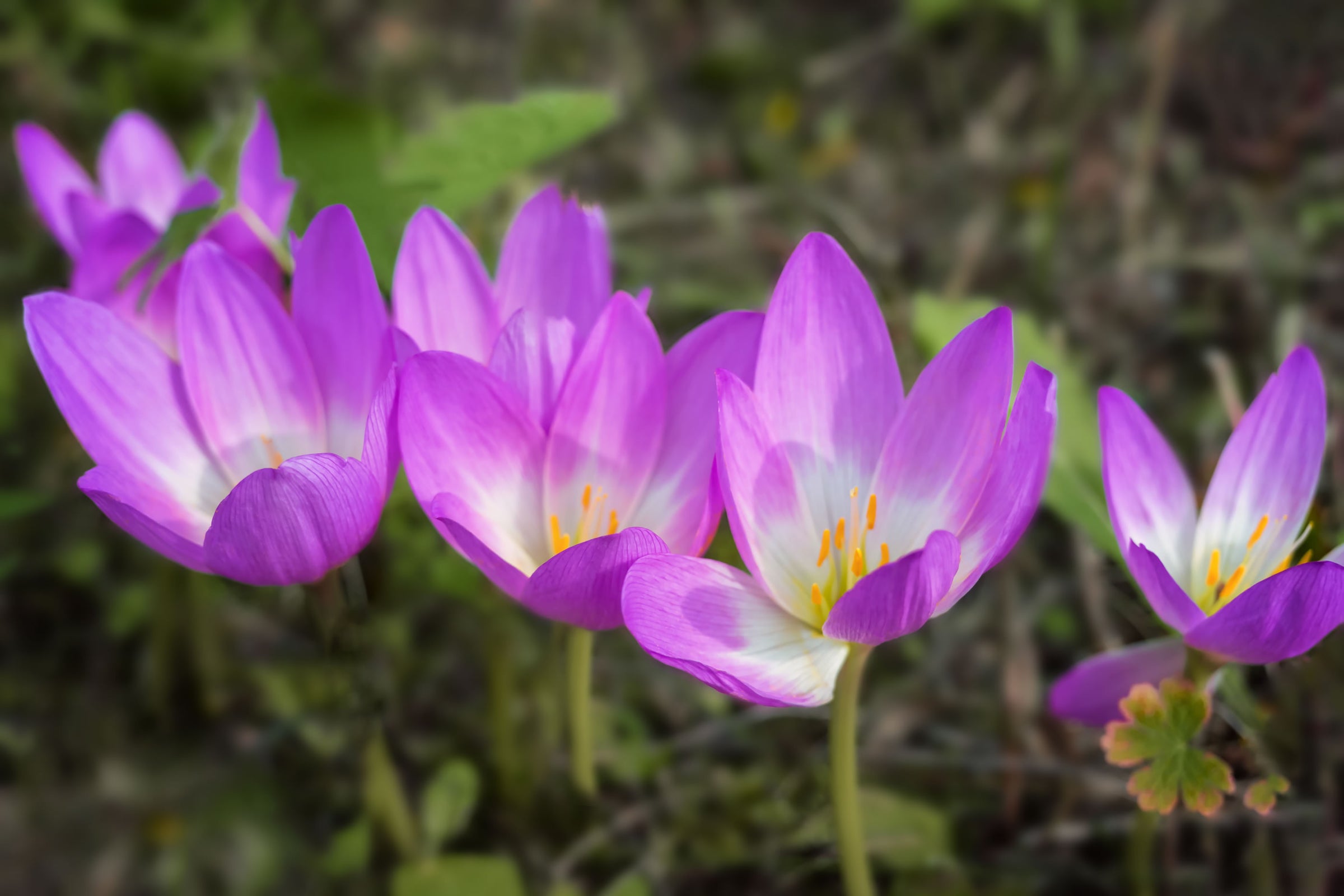 Colchicum (Naked Ladies)