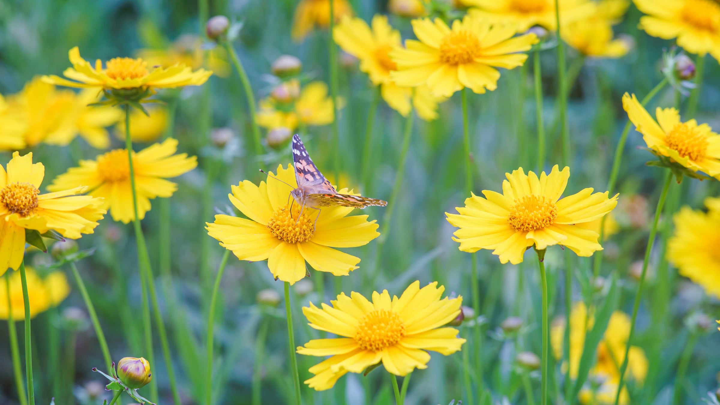 Coreopsis