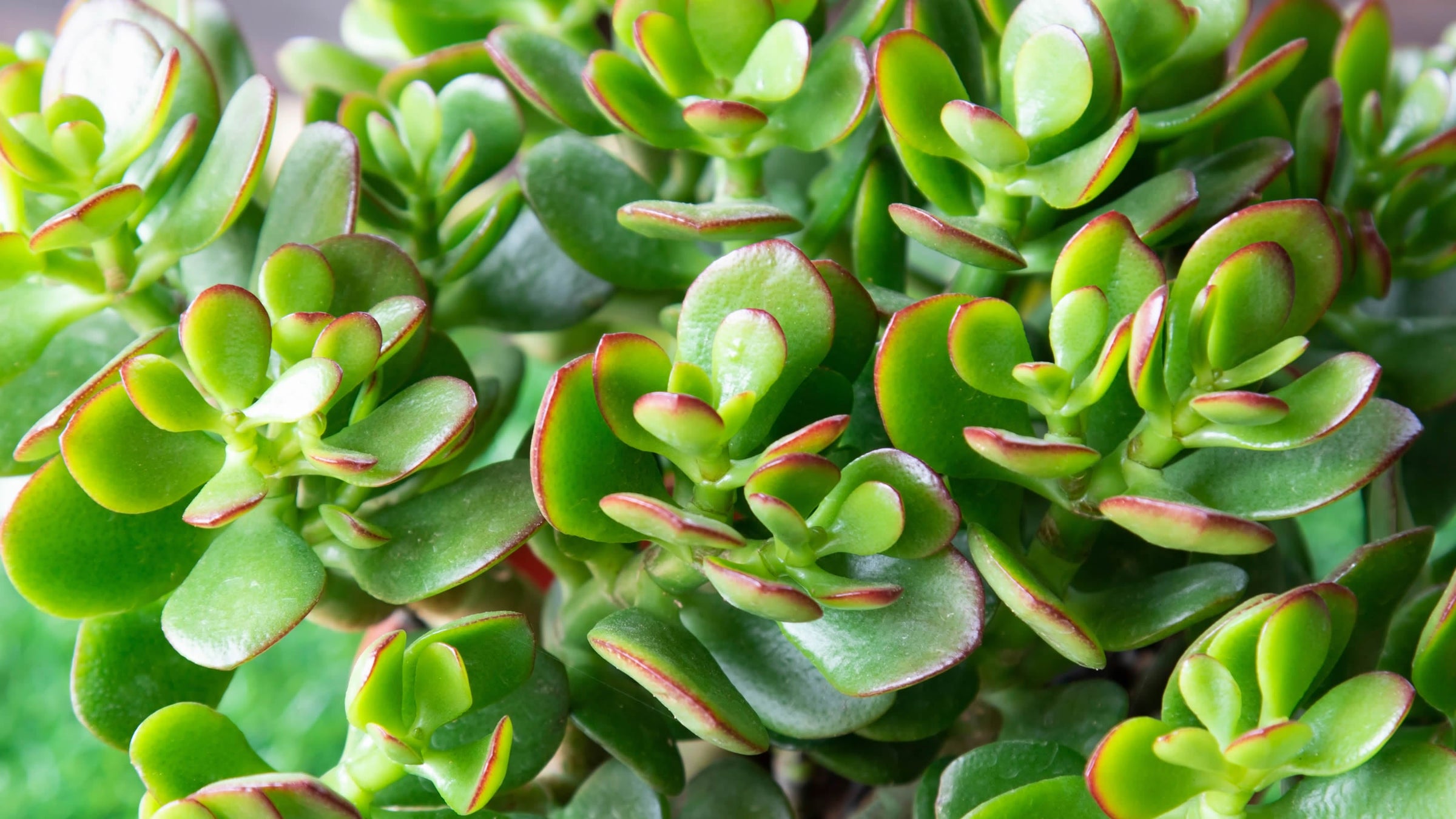 Crassula