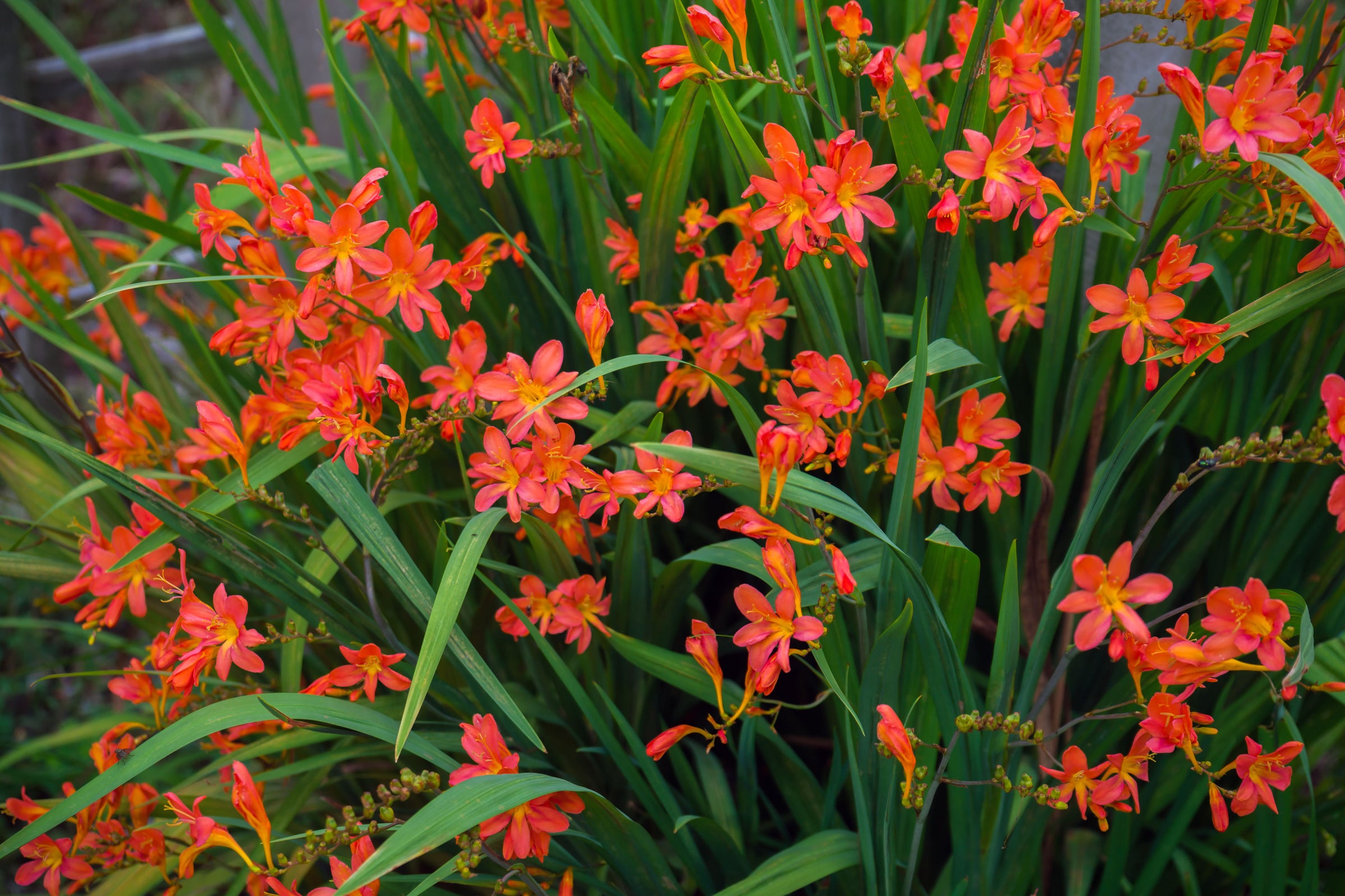 Crocosmia (Coppertips)