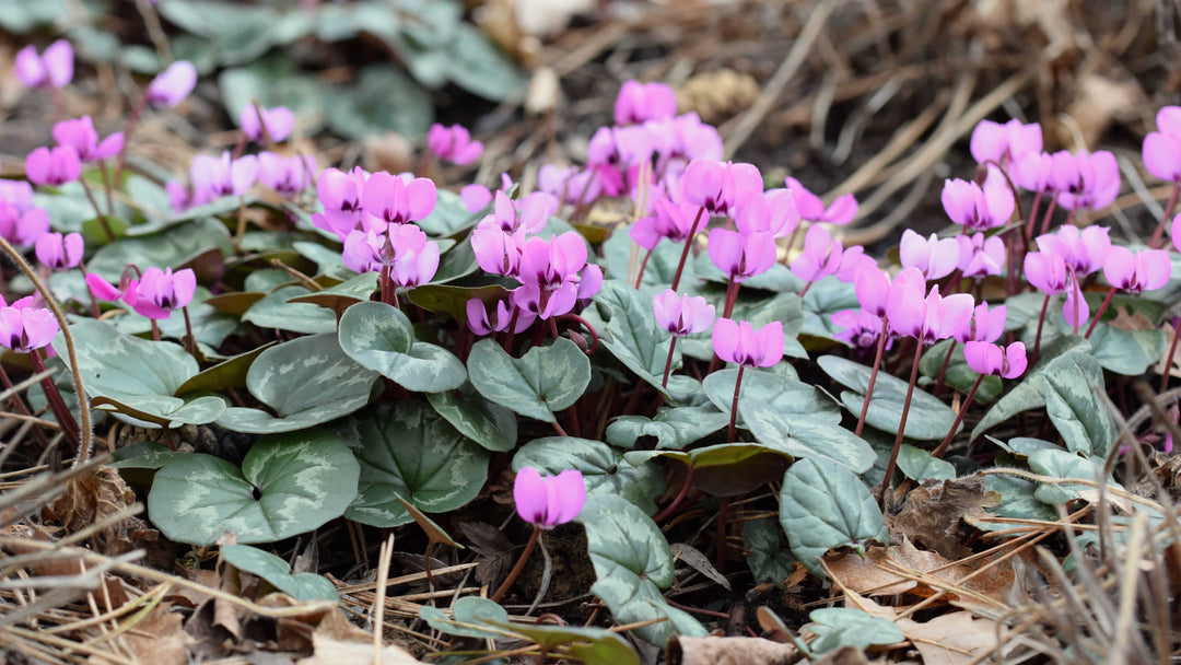 Cyclamen coum