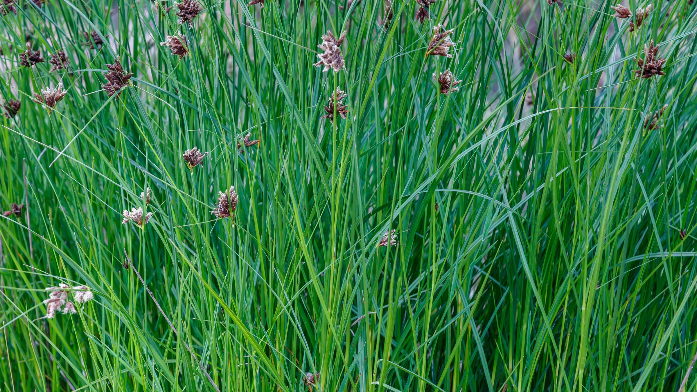 Cyperus