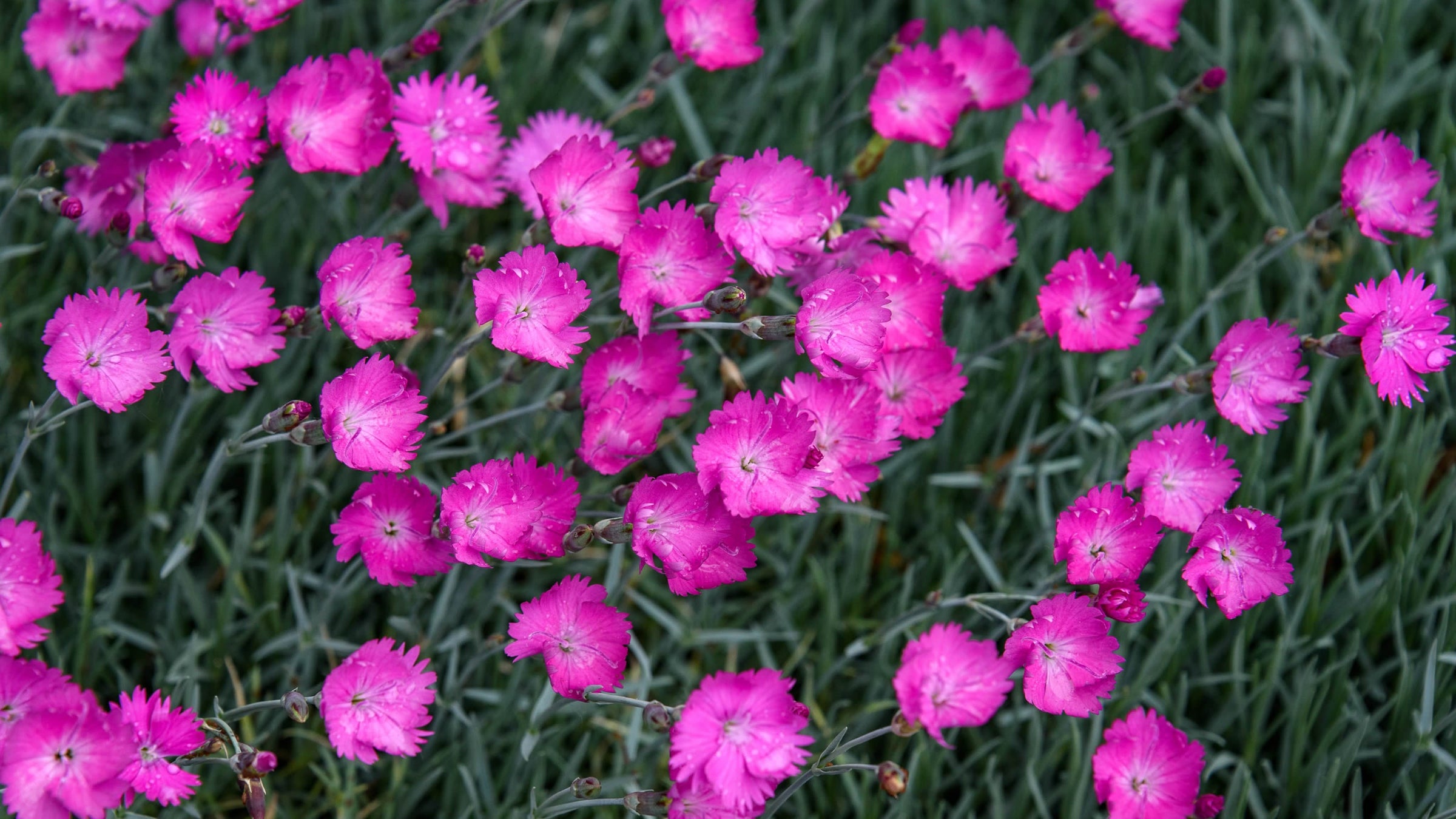 Dianthus