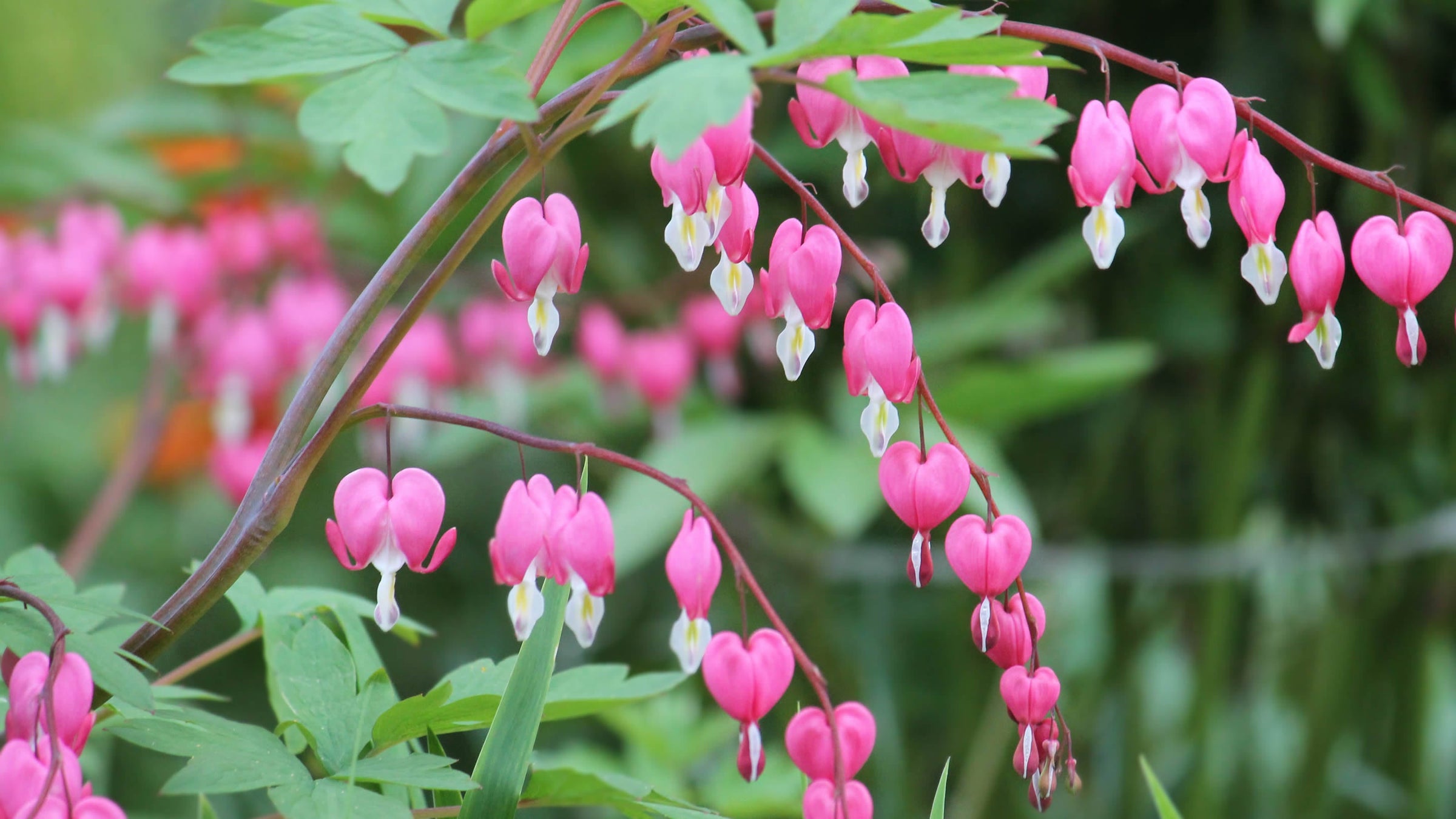 Dicentra (Bleeding Hearts)
