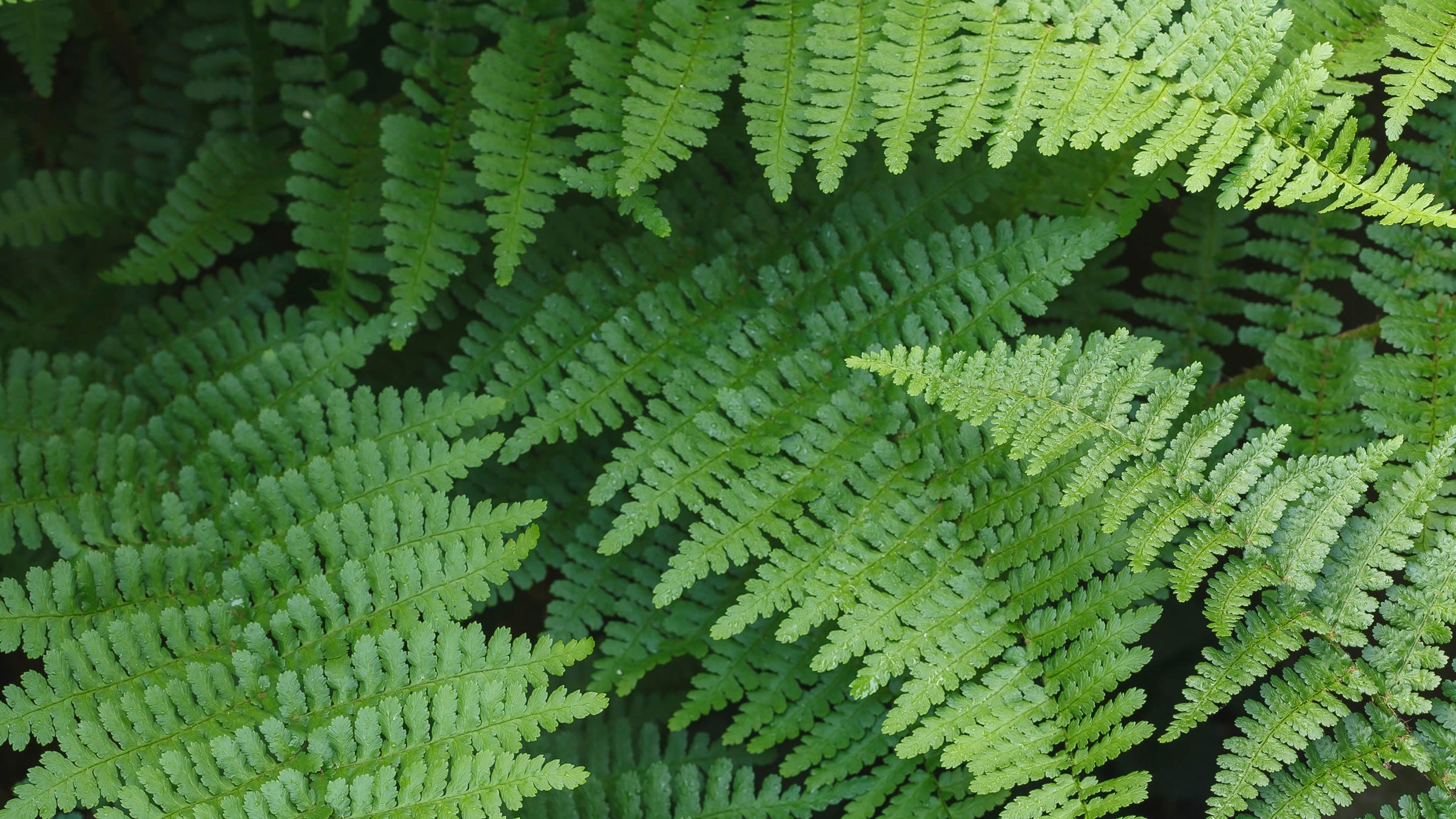 Dryopteris