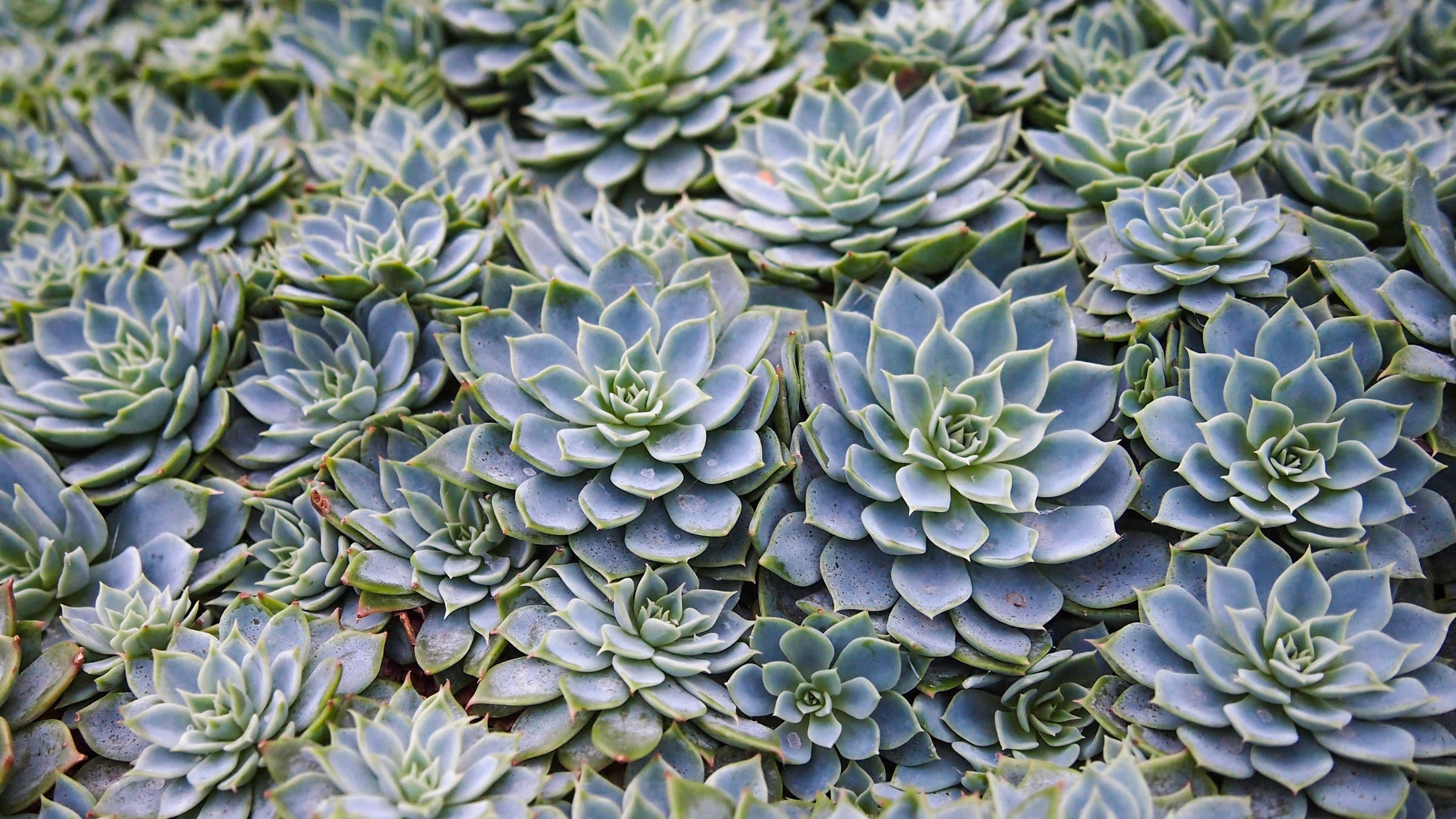 Echeveria