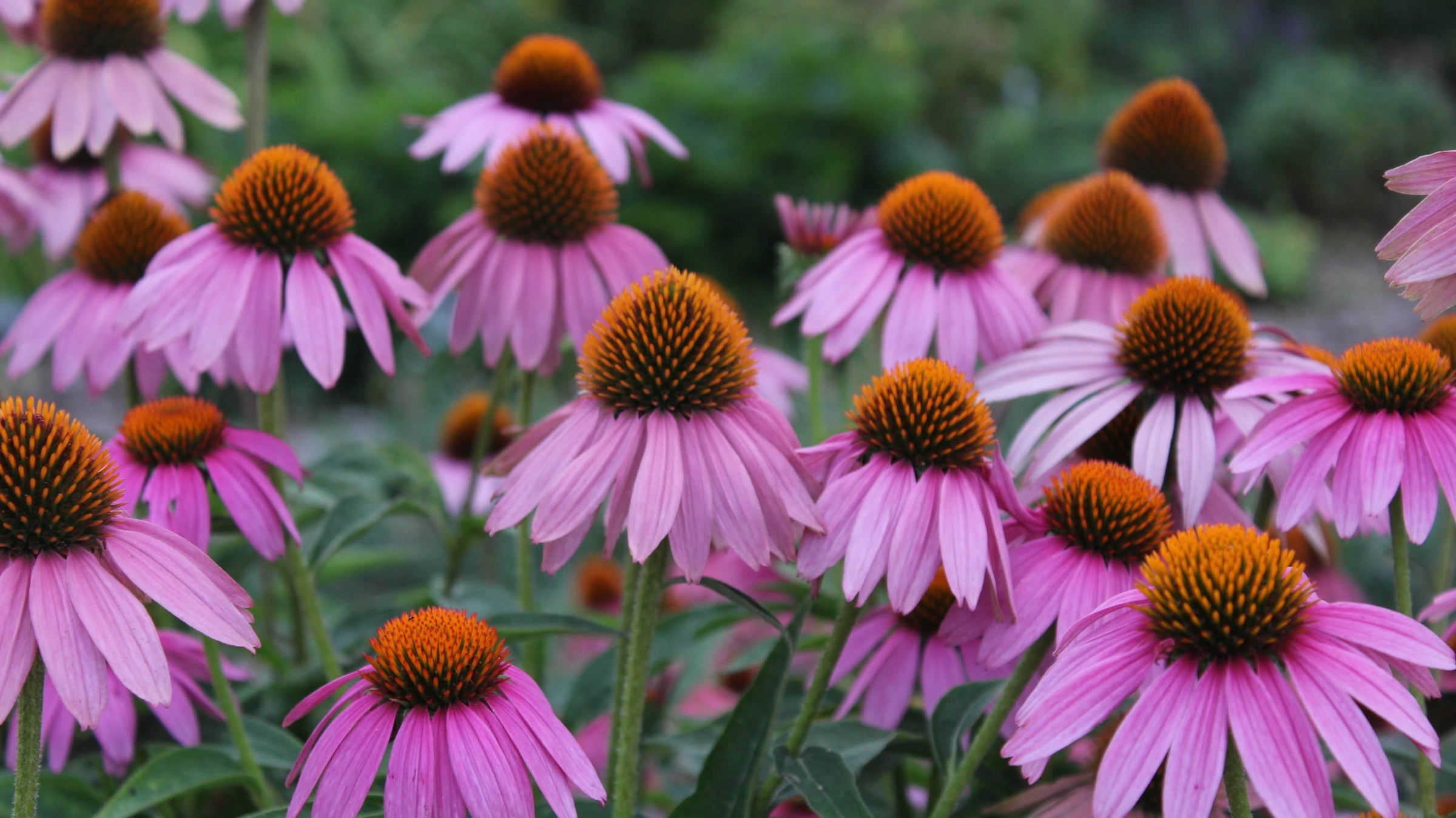 Echinacea