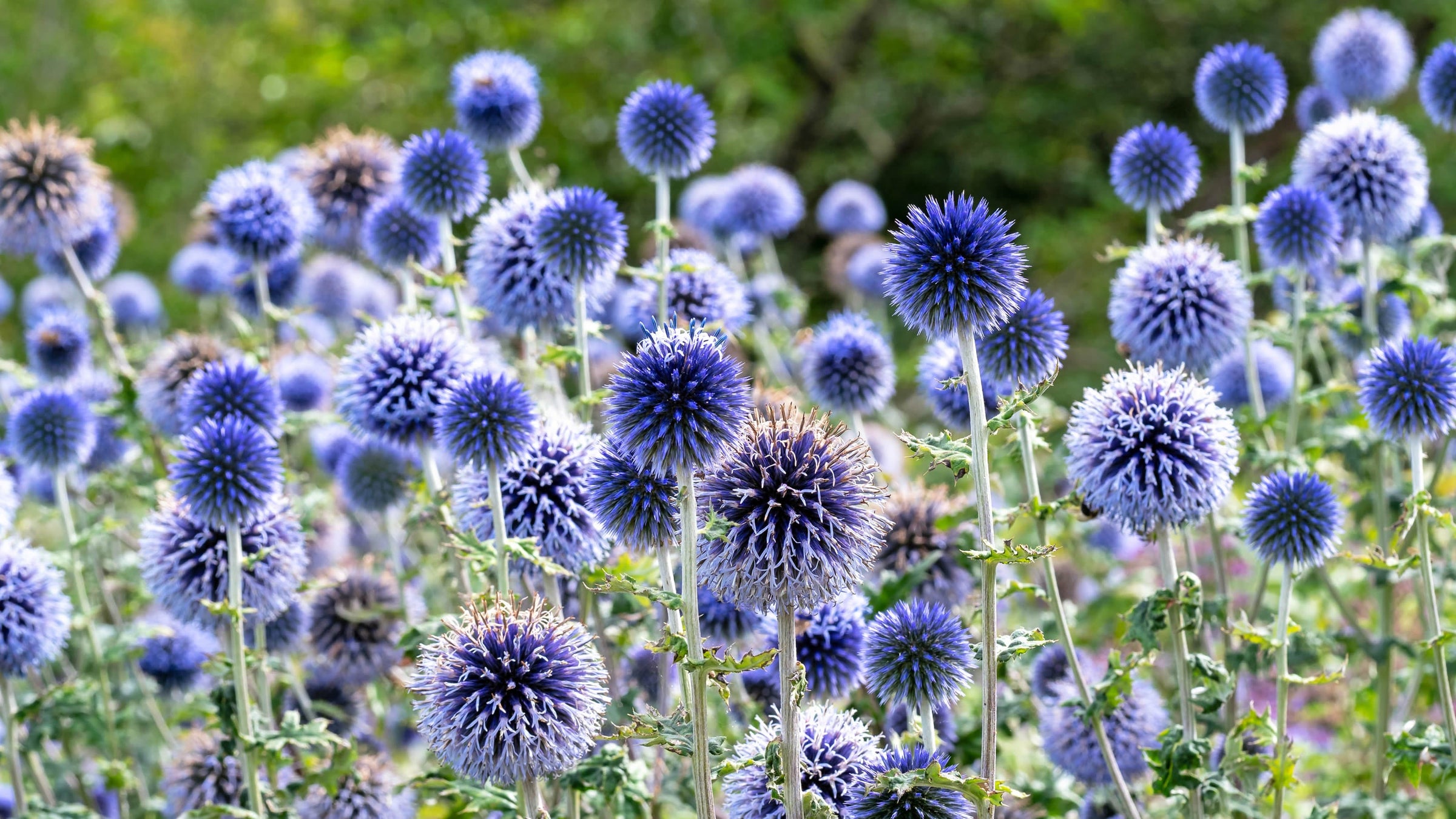 Echinops (Globe Thistles)