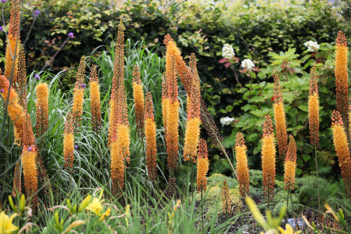 Eremurus (Foxtail Lilies)